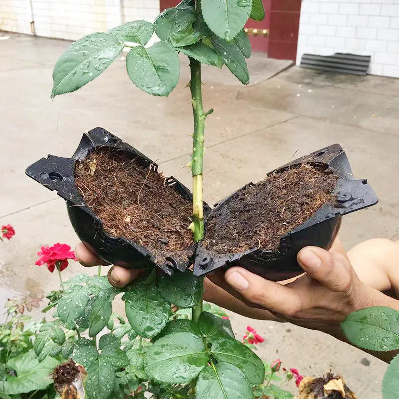 Innovative Plant Rooting Ball
